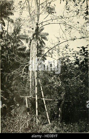 Die unteren Amazonas; eine Erzählung von Erkundungen in den wenig bekannten Regionen des Bundesstaates ParC3A1, auf dem unteren Amazonas (1914) Stockfoto