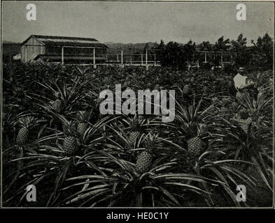 Hawaii und seine Menschen; Das Land der Regenbogen und Palm (1899) Stockfoto