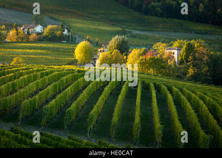 Herbstabend Sonnenlicht auf den Weinbergen in der Nähe von Barolo, Piemont, Italien Stockfoto