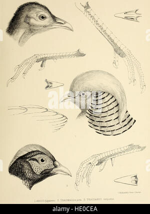 Das 1849 veröffentlichte Werk klassifiziert Vogelarten nach Gattung und beschreibt ihre Eigenschaften und Verhaltensweisen. Sie enthält eine umfassende Liste der Arten ihrer jeweiligen Gattungen und hebt die Vielfalt innerhalb der Vogelgruppen hervor. Stockfoto