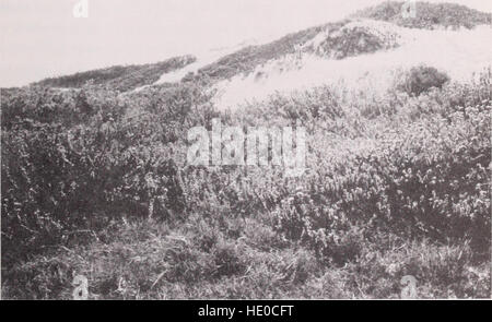 Botanische Ressourcen an Emma Holz State Beach und die Flussmündung Ventura, Kalifornien - Inventar und Management - Bericht zum Zustand des California Department of Parks und Erholung - von Wayne R. Stockfoto