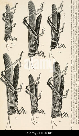 Evolution und tierischen Lebens; eine elementare Diskussion der Fakten, Prozesse, Gesetze und Theorien in Bezug auf das Leben und die Entwicklung der Tiere (1907) Stockfoto