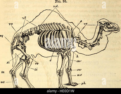 Dieses Lehrbuch über elementare Anatomie und Physiologie aus dem Jahr 1869 wurde für Schüler an Hochschulen, Akademien und Schulen entwickelt. Es deckt die grundlegenden Funktionen des menschlichen Körpers, der Organsysteme und der Gesundheit ab und vermittelt ein grundlegendes Verständnis der Biologie und menschlichen Physiologie. Stockfoto