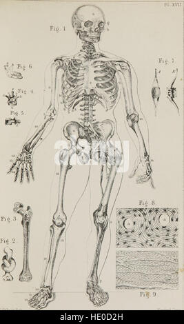 Klassenbuch der Physiologie - für den Einsatz von Schulen und Familien - bestehend aus der Struktur und Funktionen der Organe des Menschen, dargestellt durch vergleichende Bezugnahme auf jene von minderwertigen Tieren (1860) Stockfoto