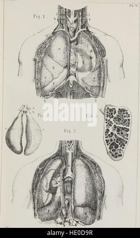 Klassenbuch der Physiologie - für den Einsatz von Schulen und Familien - bestehend aus der Struktur und Funktionen der Organe des Menschen, dargestellt durch vergleichende Bezugnahme auf jene von minderwertigen Tieren (1860) Stockfoto