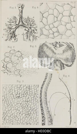 Klassenbuch der Physiologie - für den Einsatz von Schulen und Familien - bestehend aus der Struktur und Funktionen der Organe des Menschen, dargestellt durch vergleichende Bezugnahme auf jene von minderwertigen Tieren (1860) Stockfoto