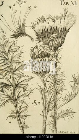 Caroli Ludovici Willdenow Florae Berolinensis Prodromus - Secundum Systema Linneanum Ab Fittings. Viro Ac EQ C.P. Thunbergio Emendatum Conscriptus (1787). Stockfoto