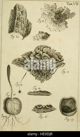 Caroli Ludovici Willdenow Florae Berolinensis Prodromus - Secundum Systema Linneanum Ab Fittings. Viro Ac EQ C.P. Thunbergio Emendatum Conscriptus (1787). Stockfoto