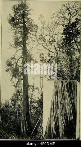 Holz-Bäume und Wälder von North Carolina (1897) Stockfoto