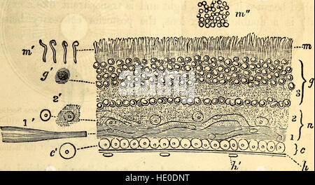 Dieses 1869 veröffentlichte Lehrbuch vermittelt grundlegende Kenntnisse der menschlichen Anatomie und Physiologie, die für den Einsatz in Hochschulen, Akademien und Schulen entwickelt wurden und detaillierte Beschreibungen körperlicher Systeme bietet. Stockfoto