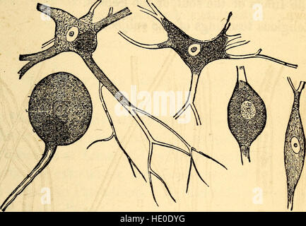 Dieses 1869 erschienene Lehrbuch bietet eine Einführung in die Grundkonzepte der Anatomie und Physiologie für Bildungseinrichtungen mit Schwerpunkt auf der Humanbiologie und ihren Systemen. Stockfoto