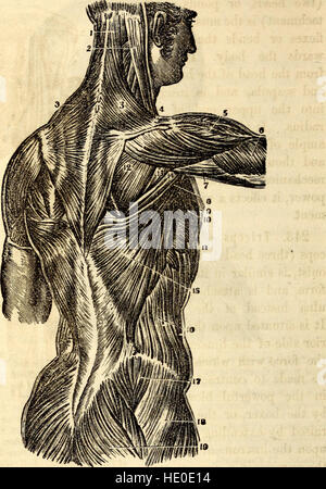 Dieses Lehrbuch aus dem Jahr 1869 bietet eine Einführung in Anatomie und Physiologie und wurde für den Einsatz in Hochschulen, Akademien und Schulen entwickelt. Es vermittelt ein grundlegendes Verständnis der menschlichen Körpersysteme und ihrer Funktionen, wobei der Schwerpunkt auf pädagogischer Klarheit liegt. Stockfoto