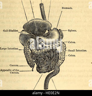 Elementare Anatomie und Physiologie - für Hochschulen, Akademien und andere Schulen (1869) Stockfoto