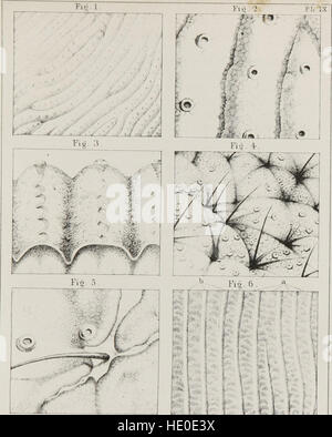 Klassenbuch der Physiologie - für den Einsatz von Schulen und Familien - bestehend aus der Struktur und Funktionen der Organe des Menschen, dargestellt durch vergleichende Bezugnahme auf jene von minderwertigen Tieren (1860) Stockfoto