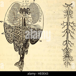 „Elementaranatomie und Physiologie“ (1869) bietet eine grundlegende Einführung in die menschliche Anatomie und Physiologie. Der Text, der auf Bildungseinrichtungen ausgerichtet ist, behandelt Struktur und Funktion des menschlichen Körpers in klarer und zugänglicher Weise. Stockfoto
