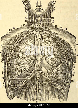 „Elementaranatomie und Physiologie“ (1869) ist ein Lehrbuch, das grundlegende Konzepte der menschlichen Anatomie und Physiologie für Bildungseinrichtungen vermittelt und die Struktur und Funktion des menschlichen Körpers abdeckt. Stockfoto