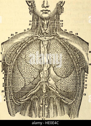Elementare Anatomie und Physiologie - für Hochschulen, Akademien und andere Schulen (1869) Stockfoto