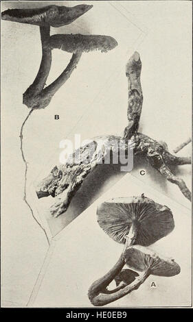 Diese Arbeit konzentriert sich auf den Anbau und die Verbesserung der Anbaumethoden und bietet Techniken, Tipps und Einblicke in die Erzeugung von hochwertigeren Früchten, um die landwirtschaftliche Produktivität zu steigern. Stockfoto