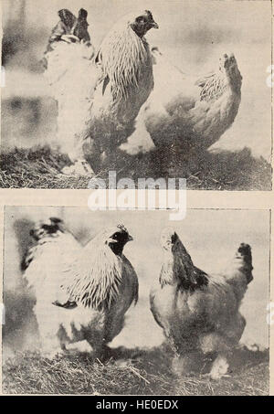 "The Eastern Poultryman" (1902) ist eine Ressource für die Geflügelzucht im Osten der Vereinigten Staaten. Das Buch bietet praktische Ratschläge zur Züchtung, Aufzucht und Bewirtschaftung von Geflügel, wobei der Schwerpunkt auf Arten liegt, die für das Klima und den Markt der Region geeignet sind. Stockfoto