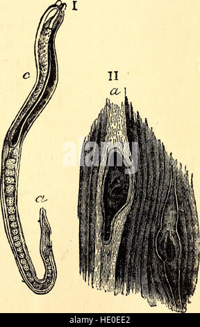 Vergleichende Zoologie, strukturelle und systematische - für den Einsatz in Schulen und Hochschulen (1883) Stockfoto