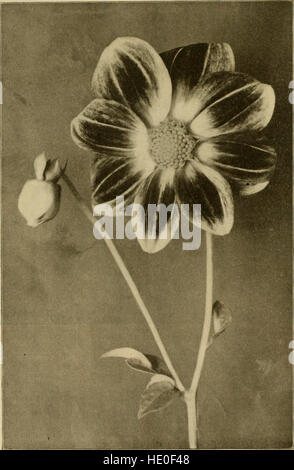 Die American Florist - eine wöchentliche Zeitschrift für den Handel (1903) Stockfoto