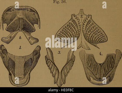 Katalog der fossilen Fische im British Museum (Natural History) (1889) Stockfoto