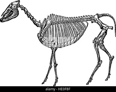 Punkte des Pferdes; eine Abhandlung über die Konformation, die Bewegungen, die Rassen und die Evolution des Pferdes (1897) Stockfoto