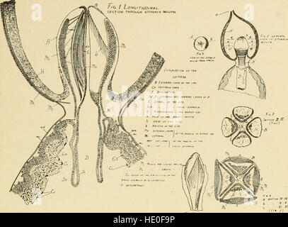 Die ABC und XYZ der Biene Kultur; ein Cyclopedia alles im Zusammenhang mit der Betreuung von der Honigbiene; Nesselsucht, Honig, Arbeitsgeräte, Bienen, Honig-Pflanzen, etc. (1910) Stockfoto