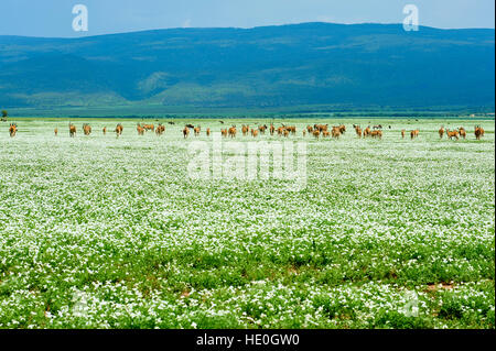 Eland-Antilopen, die Überquerung der Olduvai-Ebene in der Nähe von Serengeti, bedeckt mit weißen Blüte Rasen Stockfoto