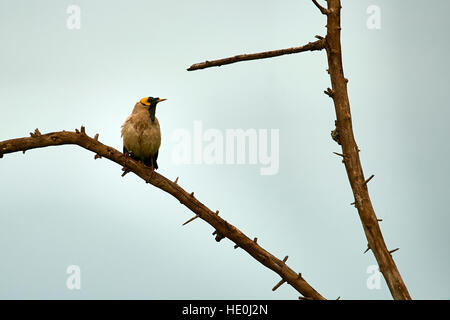 Wattled Starling (Zucht männlich) mit gelbem Kopf und schwarzen Flechtwerk hocken auf einem Ast Stockfoto