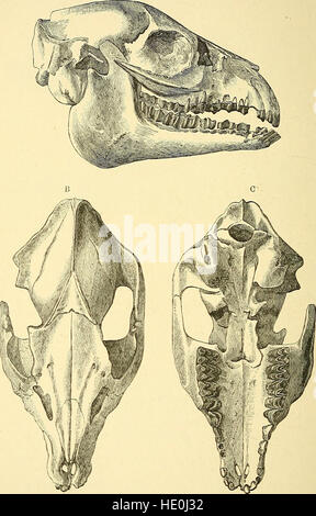 Ein Leitfaden für die fossile Säugetiere und Vögel in der Abteilung für Geologie und PalC3A6ontology im British Museum (Natural History) (1896) Stockfoto