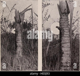 *Unsere Suche nach einer Wildnis* (1910) zeigt zwei ornithologische Expeditionen nach Venezuela und Britisch-Guayana. Der Bericht enthält Beobachtungen von Vogelarten, ihren Lebensräumen und der ökologischen Umgebung, die während der Reisen anzutreffen ist. Stockfoto