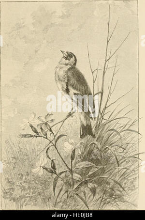 Singvögel und Jahreszeiten (1888) Stockfoto