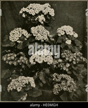 Pflanzenkultur; ein Handbuch arbeiten jeden Tag Praxis für alle, die Blüte und dekorative im Garten und Gewächshaus (1921 Pflanzen) Stockfoto