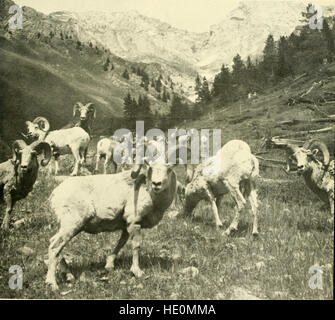 Diese Ausgabe von *The Canadian Field-Naturalist* aus dem Jahr 1971 enthält wissenschaftliche Artikel über kanadische Flora, Fauna und Ökosysteme mit Schwerpunkt auf Biodiversität und Erhaltung. Stockfoto