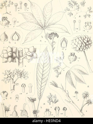 Monographieen Afrikanischer Pflanzen-Familien Und - Gattungen (1898) Stockfoto