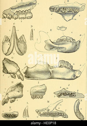 Ein Leitfaden für die fossile Säugetiere und Vögel in der Abteilung für Geologie und PalC3A6ontology im British Museum (Natural History) (1896) Stockfoto