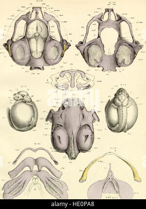 Auf die Struktur und Entwicklung des Schädels in der Batrachia. Teil II (1876) Stockfoto