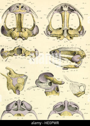 Auf die Struktur und Entwicklung des Schädels in der Batrachia. Teil II (1876) Stockfoto