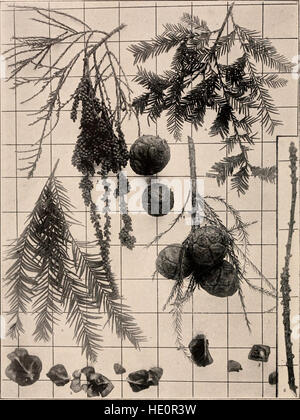 Dieses Handbuch für 1907 bietet einen umfassenden Leitfaden zu den Bäumen im Norden der Vereinigten Staaten und Kanadas östlich der Rocky Mountains. Es kombiniert detaillierte Beschreibungen mit Fotos, wobei der Schwerpunkt auf Baumerkmalen und Baumerkmalen liegt. Stockfoto