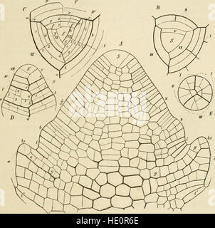 Lehrbuch der Botanik, morphologischen und physiologischen (1875) Stockfoto