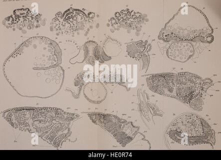 Die *Annales des Sciences Naturelles* (1901) ist eine wissenschaftliche Zeitschrift, die Forschungen in verschiedenen Bereichen der Naturwissenschaften, einschließlich Biologie, Geologie und Zoologie, veröffentlicht und zur akademischen Entwicklung dieser Disziplinen beiträgt. Stockfoto