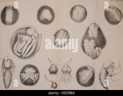 Die Ausgabe 1901 von Annales des Sciences Naturelles zeigt Forschungen und Erkenntnisse aus den Naturwissenschaften, einschließlich Zoologie, Botanik und Geologie, von renommierten Wissenschaftlern der damaligen Zeit. Stockfoto