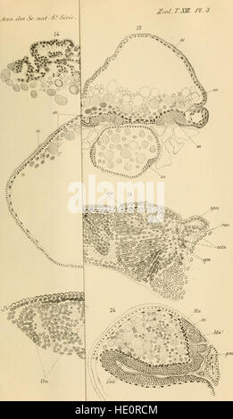 Die Ausgabe 1901 von Annales des Sciences Naturelles behandelt Fortschritte in den Naturwissenschaften, mit Schwerpunkt auf Zoologie, Botanik und geologische Studien, die zum Wissen der Zeit beitragen. Stockfoto