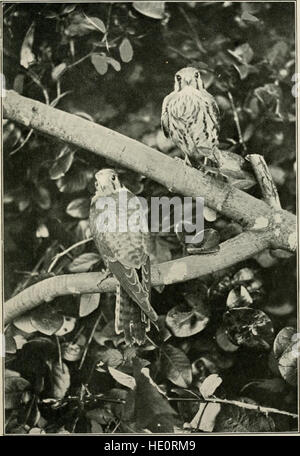 Wild Wings; Abenteuer eines Kamera-Jäger unter der größeren wild lebenden Vogelarten Nordamerikas auf Meer und Land (1905) Stockfoto