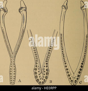 Katalog der fossilen Reptilia und Amphibien im British Museum (Natural History) von Richard Lydekker (1888) Stockfoto