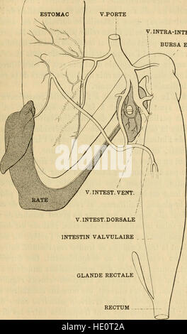 Annales des Sciences Naturelles (1901) ist eine wissenschaftliche Zeitschrift, die sich auf verschiedene Bereiche der Naturwissenschaft konzentriert. Die Zeitschrift befasst sich mit Botanik, Zoologie, Geologie und anderen biologischen und physikalischen Wissenschaften. Stockfoto