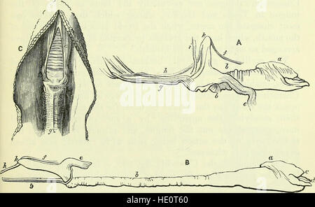 Über die Anatomie der Wirbeltiere (elektronische Ressource) (1866) Stockfoto