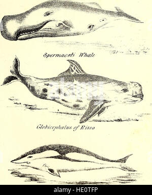 Eine Übersicht über Naturgeschichte-umarmt die Naturgeschichte der Tiere mit menschlichen und allgemeine Tierphysiologie, Botanik, pflanzliche Physiologie und Geologie (1839) Stockfoto