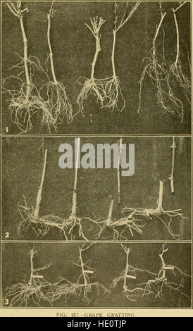 Dieser Leitfaden für 1916 konzentriert sich auf Pflanzenvermehrungstechniken, speziell für Gewächshäuser und Baumschulen, und bietet praktische Ratschläge zum Anbau und Erhalt gesunder Pflanzen. Stockfoto